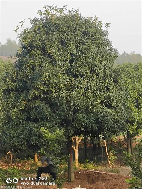 桂花树